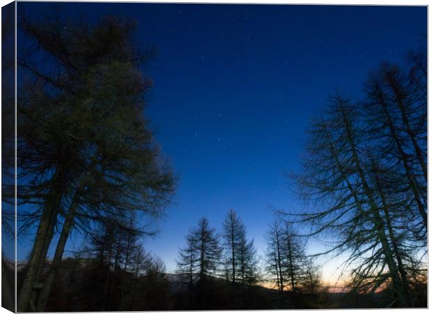 Stars rises over the pine trees on a morning foreg Canvas Print by Mirko Macari