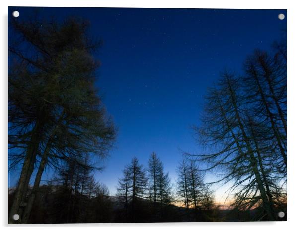 Stars rises over the pine trees on a morning foreg Acrylic by Mirko Macari