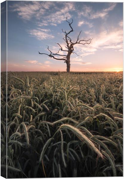 The Lone Tree Canvas Print by Chris Frost