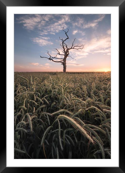 The Lone Tree Framed Mounted Print by Chris Frost