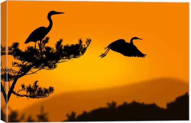 herons at sunset Canvas Print by Guido Parmiggiani