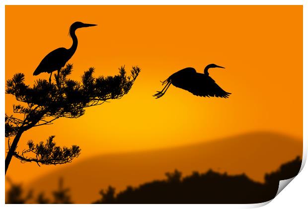 herons at sunset Print by Guido Parmiggiani