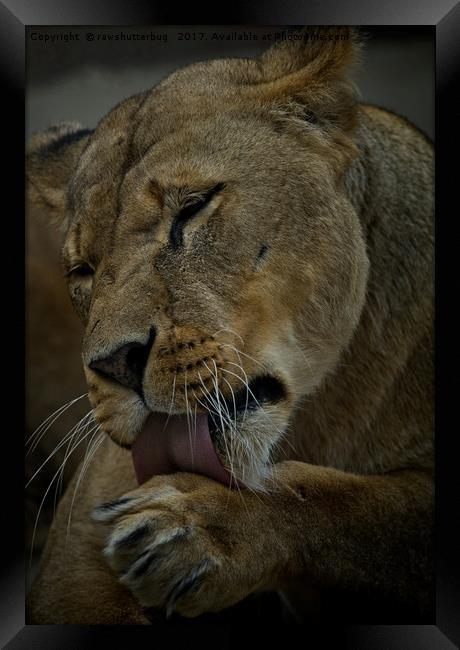 Lioness Licking Her Paw Framed Print by rawshutterbug 