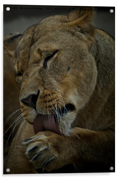 Lioness Licking Her Paw Acrylic by rawshutterbug 