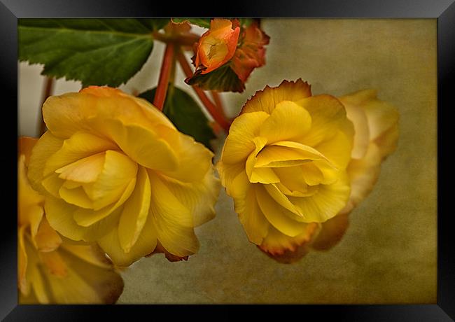 Yellow Begonias Framed Print by Jacqi Elmslie