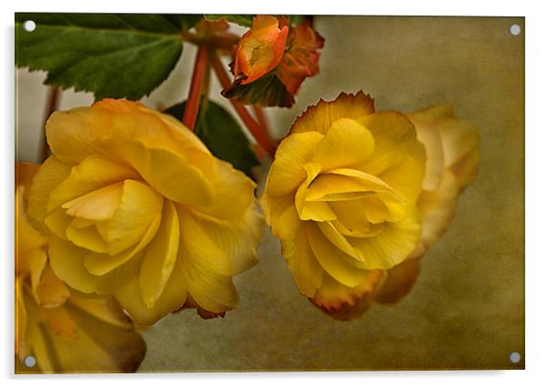 Yellow Begonias Acrylic by Jacqi Elmslie