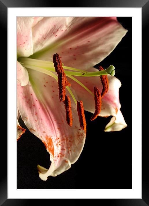 Lily Framed Mounted Print by Doug McRae