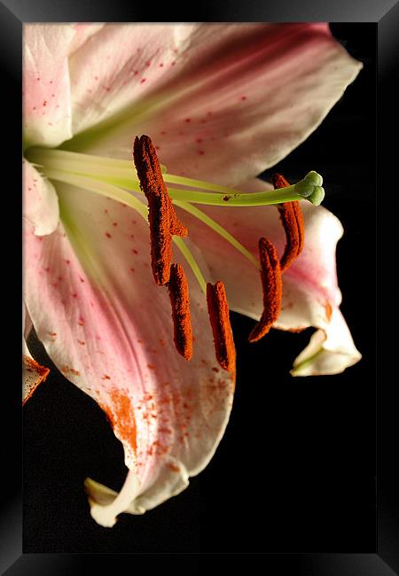 Lily Framed Print by Doug McRae