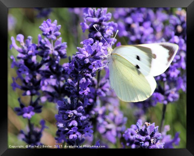 Lavender Dreams Framed Print by RJ Bowler