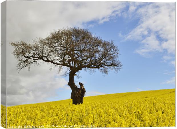 Old Gnarled Tree in Rapeseed Field. Canvas Print by Philip Veale