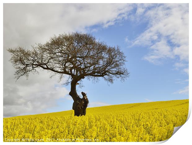 Old Gnarled Tree in Rapeseed Field. Print by Philip Veale