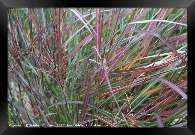 Grasses - Autumn Colours Framed Print by Stephen Cocking