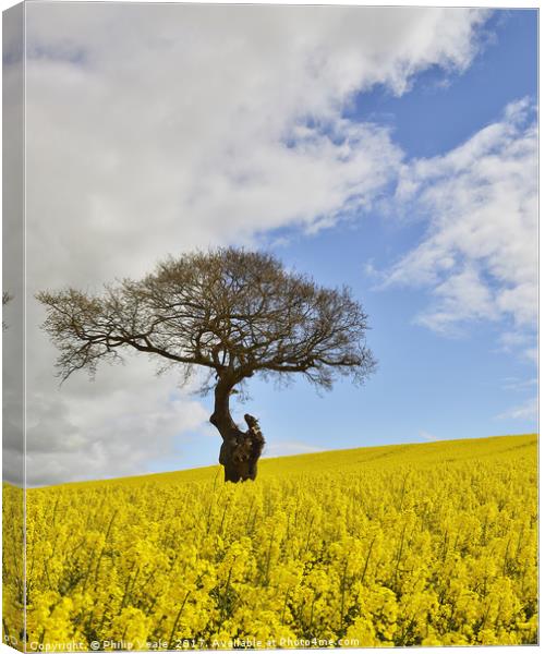 Golden Rapeseed in Summer. Canvas Print by Philip Veale