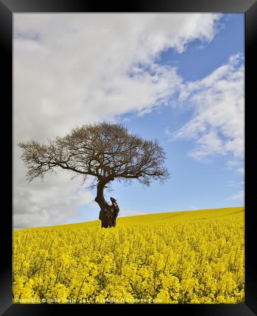 Golden Rapeseed in Summer. Framed Print by Philip Veale