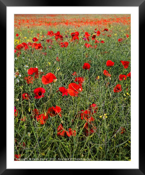 Remembrance in a Sea of Red Framed Mounted Print by Derek Daniel