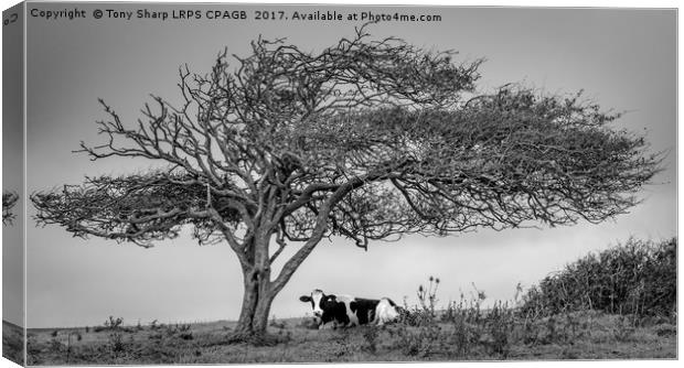 A COW UNDER A TREE Canvas Print by Tony Sharp LRPS CPAGB