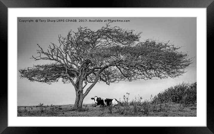 A COW UNDER A TREE Framed Mounted Print by Tony Sharp LRPS CPAGB
