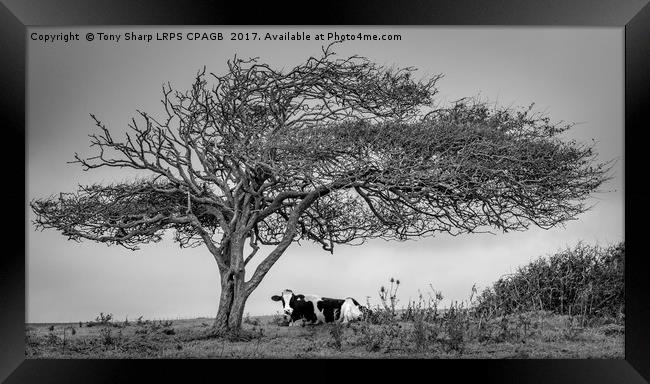 A COW UNDER A TREE Framed Print by Tony Sharp LRPS CPAGB