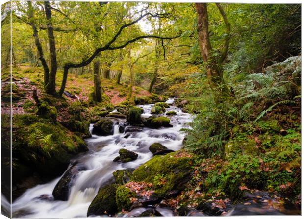 Dolgoch Falls in the Autumn. Canvas Print by Colin Allen