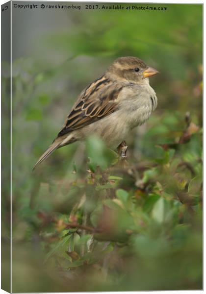 Hedge Sparrow Canvas Print by rawshutterbug 
