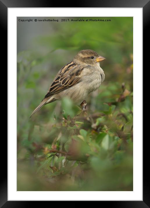Hedge Sparrow Framed Mounted Print by rawshutterbug 