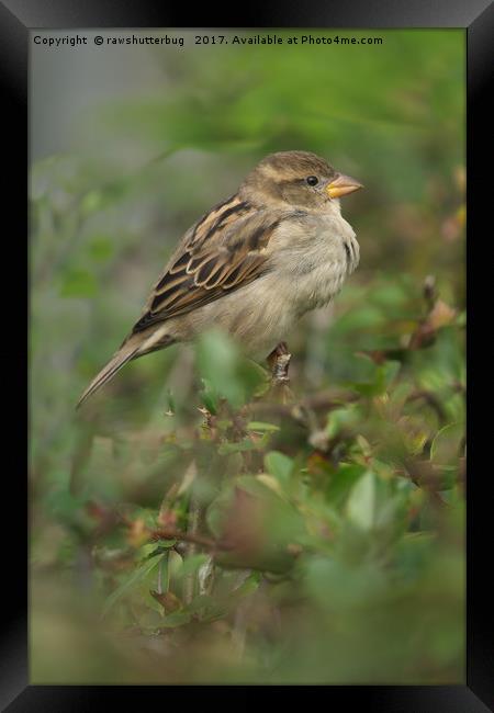 Hedge Sparrow Framed Print by rawshutterbug 