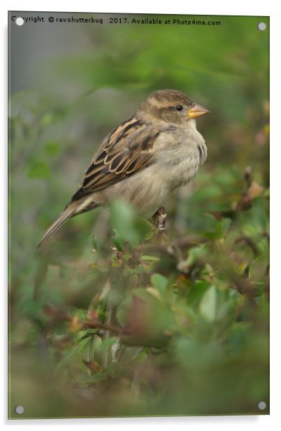Hedge Sparrow Acrylic by rawshutterbug 
