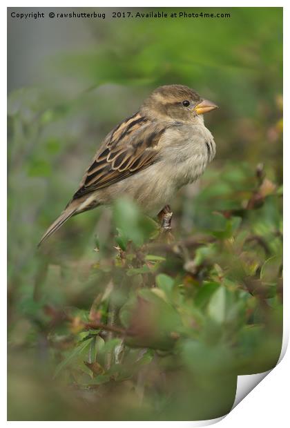 Hedge Sparrow Print by rawshutterbug 