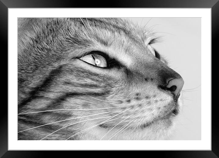 Bengal cat portrait Framed Mounted Print by JC studios LRPS ARPS