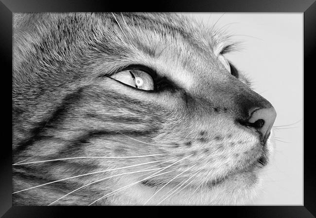 Bengal cat portrait Framed Print by JC studios LRPS ARPS