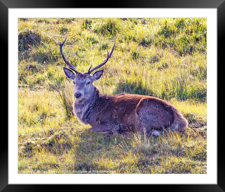 Resting Highland Stag Framed Mounted Print by Tom Dolezal