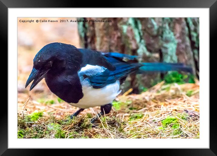 Magpie Framed Mounted Print by Colin Keown