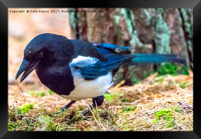 Magpie Framed Print by Colin Keown