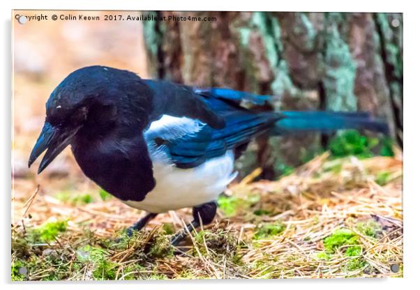 Magpie Acrylic by Colin Keown