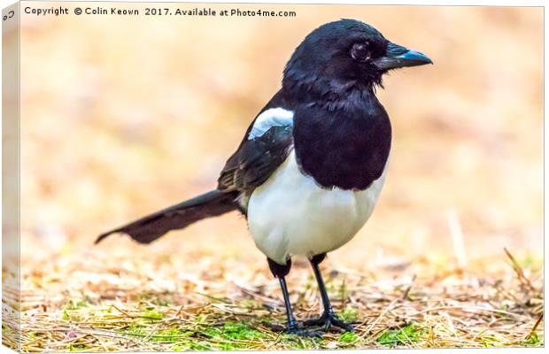 Magpie Canvas Print by Colin Keown