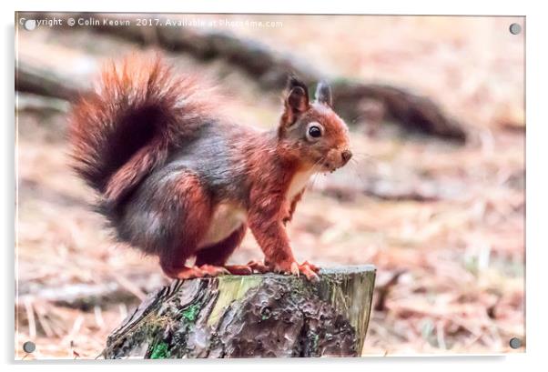 Red Squirrel Acrylic by Colin Keown