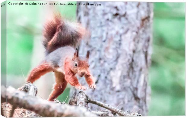 Red Squirrel Canvas Print by Colin Keown