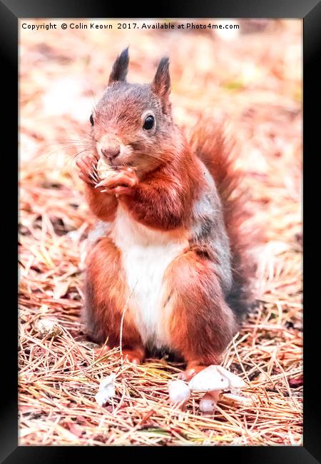 Red Squirrel Framed Print by Colin Keown