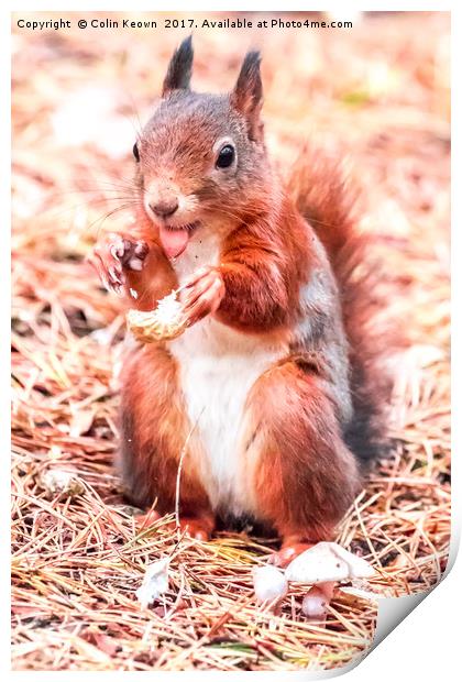 Red Squirrel Print by Colin Keown