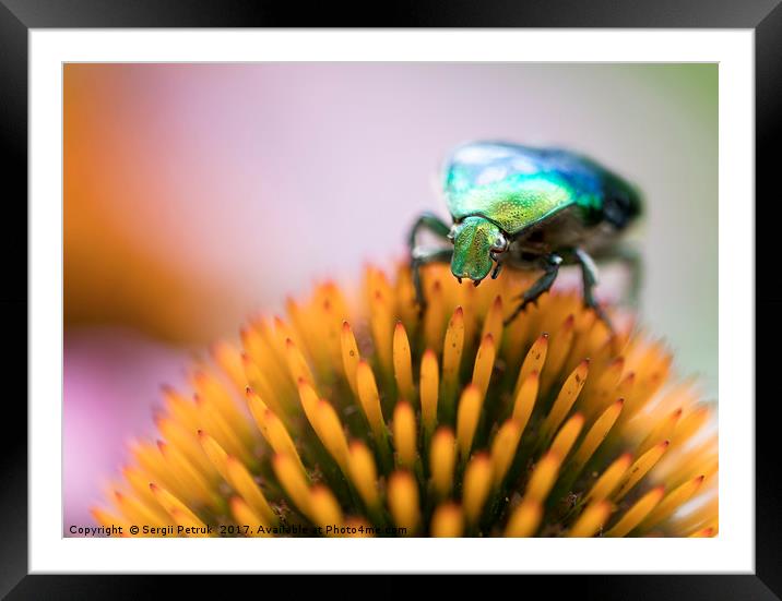 Bright green Chapfer on a flower of Echinacea Framed Mounted Print by Sergii Petruk