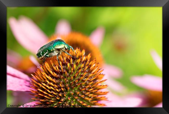 Bright green Chapfer on a flower of Echinacea Framed Print by Sergii Petruk