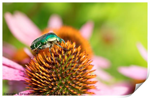 Bright green Chapfer on a flower of Echinacea Print by Sergii Petruk