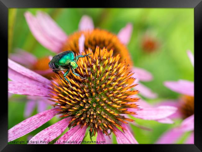 Bright green Chapfer on a flower of Echinacea Framed Print by Sergii Petruk