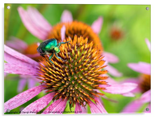 Bright green Chapfer on a flower of Echinacea Acrylic by Sergii Petruk
