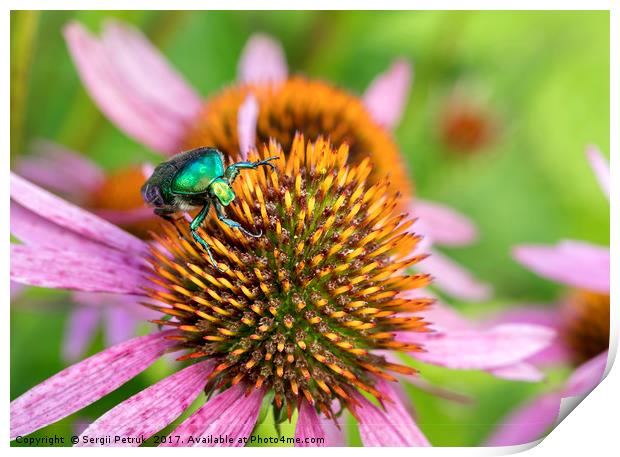 Bright green Chapfer on a flower of Echinacea Print by Sergii Petruk