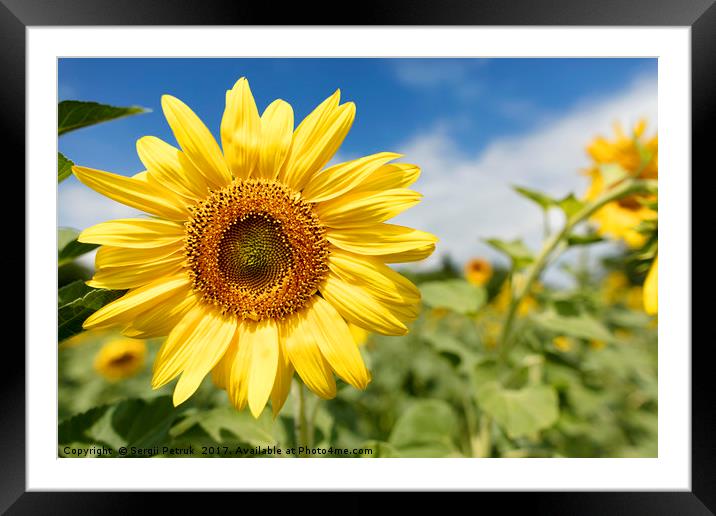 Flowering sunflowers in a field against a blue sky Framed Mounted Print by Sergii Petruk