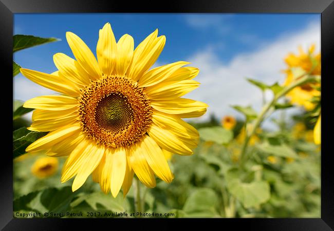 Flowering sunflowers in a field against a blue sky Framed Print by Sergii Petruk