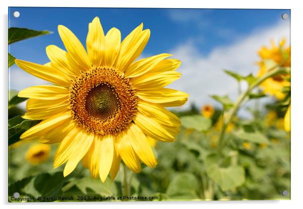 Flowering sunflowers in a field against a blue sky Acrylic by Sergii Petruk