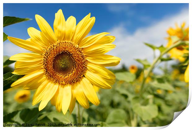 Flowering sunflowers in a field against a blue sky Print by Sergii Petruk