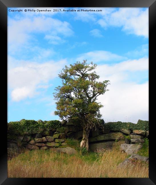 a single tree standing against an old stone wall  Framed Print by Philip Openshaw